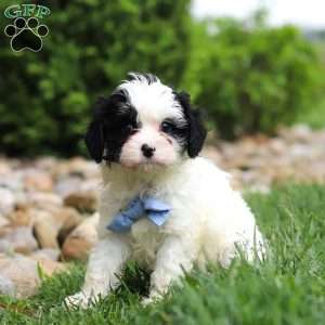 Jackson, Cavapoo Puppy